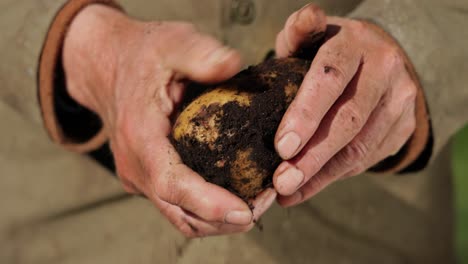Der-Bauer-Inspiziert-Seine-Kartoffelernte,-Die-Hände-Sind-Mit-Erde-Befleckt.
