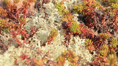 Arctic-Tundra-lichen-moss-close-up.-Found-primarily-in-areas-of-Arctic-Tundra,-alpine-tundra,-it-is-extremely-cold-hardy.-Cladonia-rangiferina,-also-known-as-reindeer-cup-lichen.