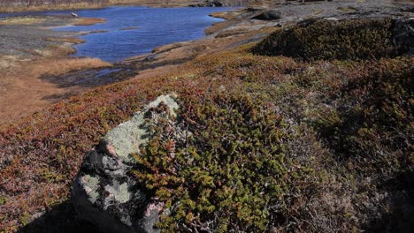 Arctic-Tundra.-Empetrum-is-a-genus-of-three-species-of-dwarf-evergreen-shrubs-in-the-heath-family-Ericaceae.-They-are-commonly-known-as-crowberries-and-bear-edible-fruit.