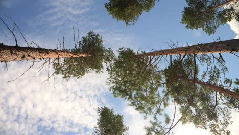 Bottom-up-view-pine-trees.