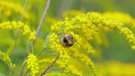 Shaggy-Bumblebee-pollinating-and-collects-nectar-from-the-yellow-flower-of-the-plant