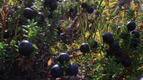 Wild-plants-Empetrum-nigrum,-Black-crowberry,-Ericaceae.