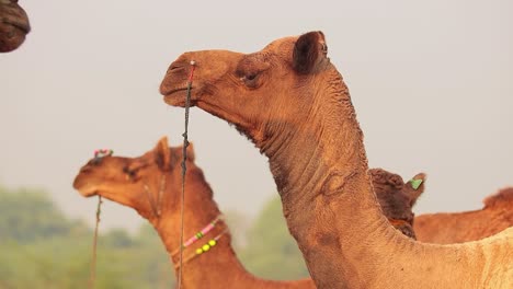 Kamele-In-Zeitlupe-Auf-Der-Pushkar-Messe,-Auch-Pushkar-Kamelmesse-Oder-Lokal-Als-Kartik-Mela-Bezeichnet,-Ist-Eine-Jährliche-Mehrtägige-Vieh--Und-Kulturmesse,-Die-In-Der-Stadt-Pushkar,-Rajasthan,-Indien,-Stattfindet.