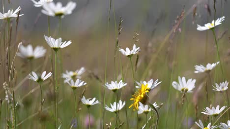 Abstract-background-of-Alpine-flowers-chamomile.