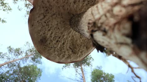 Bottom-up-view.-A-noble,-royal-mushroom.-White-mushroom-boletus.