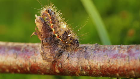 Yellow-tail-moth-(Euproctis-similis)-caterpillar,-goldtail-or-swan-moth-(Sphrageidus-similis)-is-a-caterpillar-of-the-family-Erebidae.-Caterpillar-crawls-along-a-tree-branch-on-a-green-background.