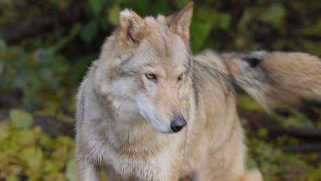 El-Lobo-(Canis-Lupus),-También-Conocido-Como-Lobo-Gris,-Es-El-Miembro-Más-Grande-De-La-Familia-Canidae.-Los-Lobos-Son-El-Miembro-Salvaje-Más-Grande-De-La-Familia-De-Los-Perros.