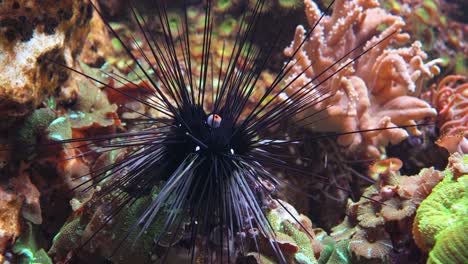 Black-long-spine-urchin-at-coral-reef.-Diadema-setosum-is-a-species-of-long-spined-sea-urchin-belonging-to-the-family-Diadematidae.