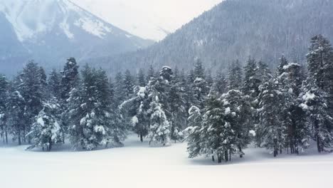 Beautiful-snow-scene-forest-in-winter.-Flying-over-of-pine-trees-covered-with-snow.