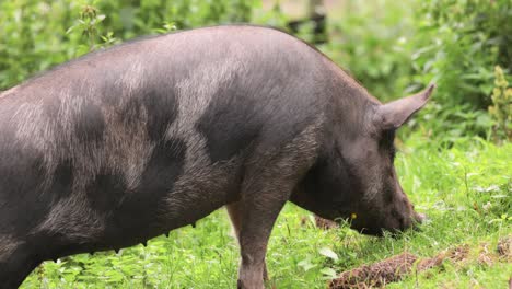 Schwarzes-Schwein-Auf-Einem-Bauernhof.
