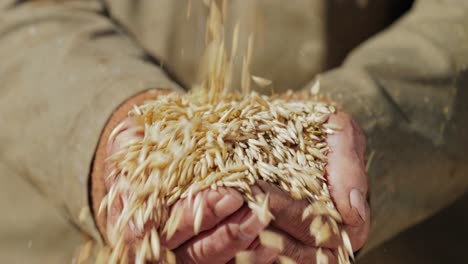 Farmer-inspects-his-crop-of-hands-hold-ripe-oat-seeds.-While-oats-are-suitable-for-human-consumption-as-oatmeal-and-rolled-oats,-one-of-the-most-common-uses-is-as-livestock-feed.