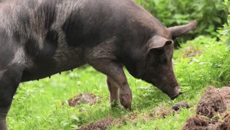 Schwarzes-Schwein-Auf-Einem-Bauernhof.