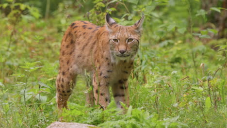 The-Eurasian-lynx-(Lynx-lynx)-in-the-forest.