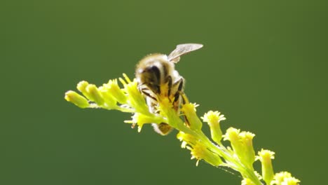 Abeja-Polinizando-Y-Recolecta-Néctar-De-La-Flor-De-La-Planta