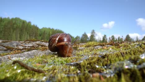 Snail-slowly-creeping-macro-close-up