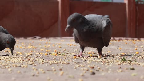 Pigeons-on-the-walking-street-slow-motion-move.-India-Rajasthan.