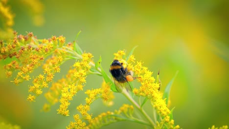 Shaggy-Bumblebee-pollinating-and-collects-nectar-from-the-yellow-flower-of-the-plant
