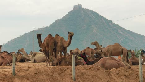 Kamele-Auf-Der-Pushkar-Messe,-Auch-Pushkar-Kamelmesse-Oder-Vor-Ort-Kartik-Mela-Genannt,-Ist-Eine-Jährliche-Mehrtägige-Viehmesse-Und-Kulturveranstaltung-In-Der-Stadt-Pushkar,-Rajasthan,-Indien.