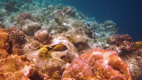 Buceador-En-Arrecife-De-Coral-En-Las-Maldivas.
