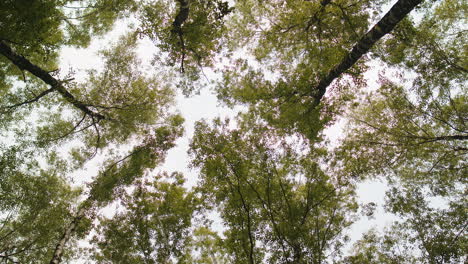 Blick-Auf-Die-Baumkronen-Mit-Grünen,-Gelben,-Hellen-Herbstblättern-Mit-Himmelshintergrund,-Reiseurlaubsnatur
