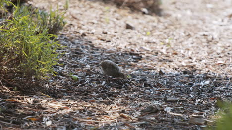 California-quail-chick-eating-in-slow-motion