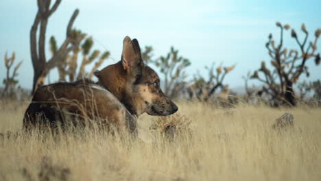 Coyote-Dentro-Del-Bosque-De-Joshua-Tree-En-El-Parque-Nacional-De-La-Reserva-De-Mojave,-California,-Estados-Unidos