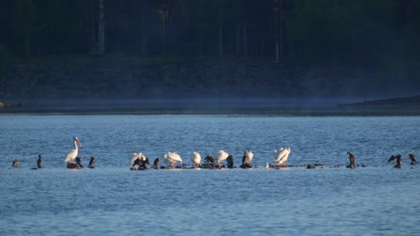 Un-Grupo-De-Pelícanos,-Patos-Y-Pájaros-En-La-Presa-Del-Parque-Isleño