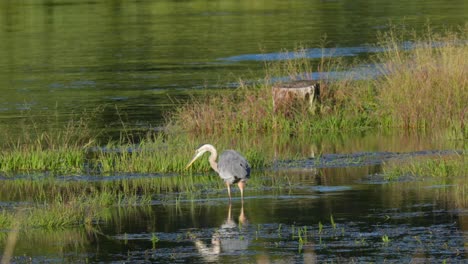 A-blue-heron-walking-slowly-through-the-water-in-a-river-near-Yellowstone-looking-for-food