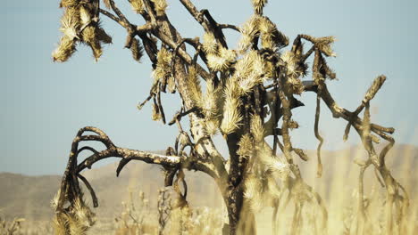 Dead-dry-Yucca-tree-in-the-Mojave-Preserve