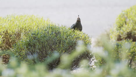 California-quail-turning-around-on-top-of-bush