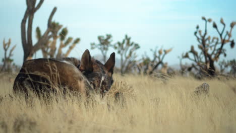 Desert-mammal-Coyote-sitting-inside-Joshua-tree-preserve-forest,-Dead-shrubs-in-Mojave-National-Preserve-Park-after-California-wildfire,-USA