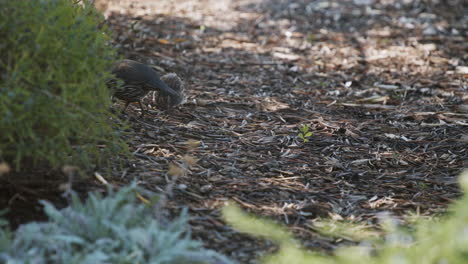 California-quail-father-and-chick-eating-in-slow-motion