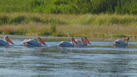 Pelikane-Schwimmen-Zusammen-In-Einer-Gruppe-Auf-Dem-Fluss-In-Der-Nähe-Von-Yellowstone-Im-Inselpark