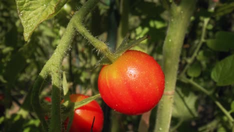 Tomaten-Wachsen-Während-Des-Strömenden-Regens-Auf-Einem-Ast
