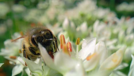Close-up-of-honey-bee-walking-on-flower-and-looking-for-pollen.