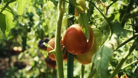 Tomates-Que-Crecen-En-La-Rama-Durante-La-Lluvia-Torrencial