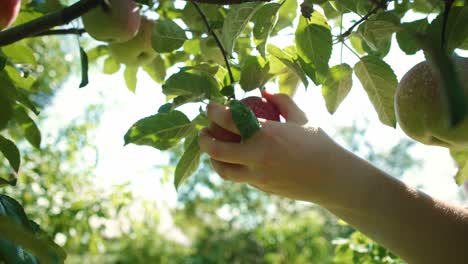 Hands-of-gardener-picking-an-apple-growing-on-the-branch