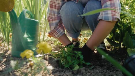 Gardener-planting-in-ground-in-the-flowerbed