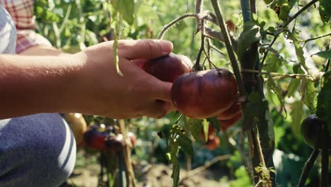 Hands-of-gardener-touching-tomatoes-growing-on-the-branch
