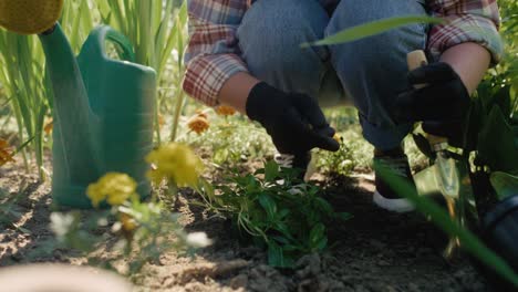 Jardinero-Plantando-Y-Regando-La-Planta-En-El-Suelo-En-El-Macizo-De-Flores