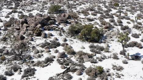Joshua-Trees-Reserve-coated-in-snow