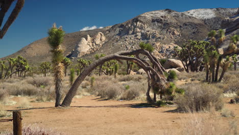 The-landscape-of-Joshua-Tree-National-Park-on-a-sunny-day
