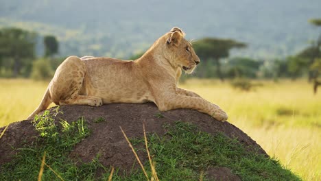 Lion-in-Africa,-Lioness-on-African-Wildlife-Safari-Sitting-on-Termite-Mound-Looking-Around-in-Masai-Mara-National-Reserve,-Kenya-in-Maasai-Mara-National-Park,-Close-Up-of-Big-Five-Predator