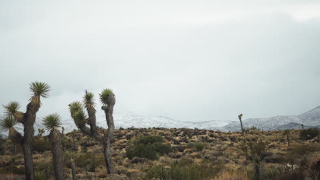Yucca-Palmen-In-Der-Joshua-Tree-Wüste-Mit-Schneebedeckten-Bergen-Am-Horizont