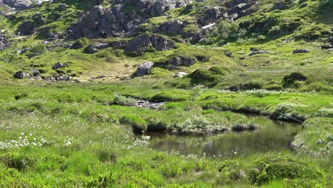 Ein-Mann,-Der-Im-üppig-Grünen-Norwegen-Tal-Spaziert,-Angelt-Forellen-In-Einem-Kleinen-Fluss