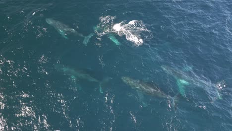 Wunderschöne-Schoten-Von-Walfamilien,-Die-über-Den-Blauen-Pazifischen-Ozean-An-Der-Küste-Australiens-Wandern