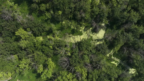 Overhead-aerial-shot-of-floodplain-forest-slough-in-upper-Mississippi-river