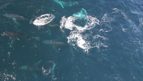 Pods-of-whales-in-the-blue-pacific-ocean