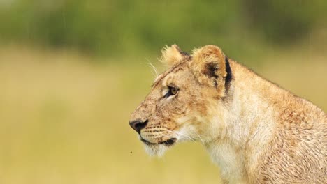 Close-up-portrait-of-female-lion-lioness-head,-big-5-five-African-Wildlife-in-Maasai-Mara-National-Reserve,-Kenya,-Africa-Safari-Animals-in-Masai-Mara-North-Conservancy