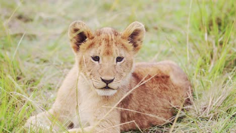 Cute-African-Wildlife-in-Maasai-Mara-National-Reserve,-Young-lion-cub-lying-down-in-tall-grass-curiously-watching,-facing-the-camera,-Africa-Safari-Animals-in-Masai-Mara-North-Conservancy